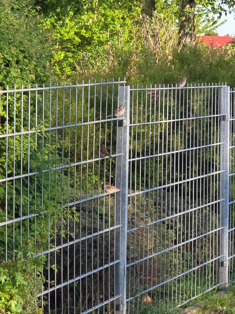 Haussperling — Bild 2