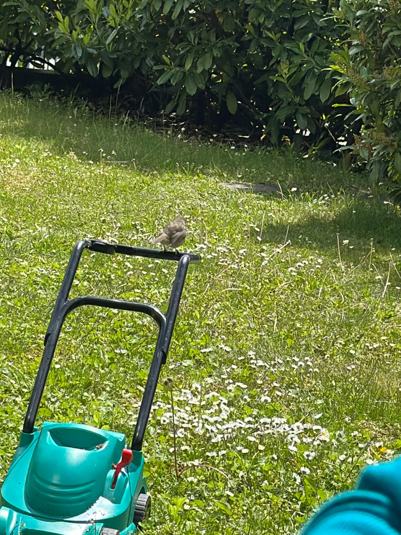 Haussperling — Bild 3