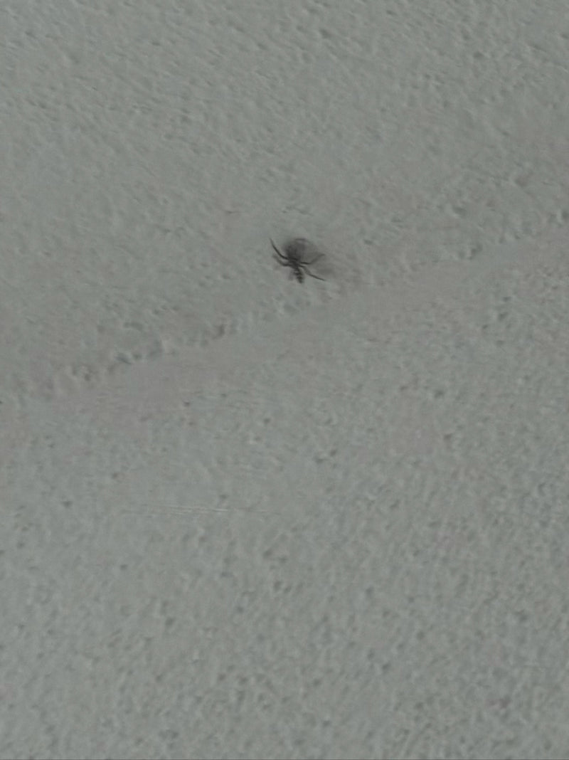 Hauswinkelspinne — Bild 3
