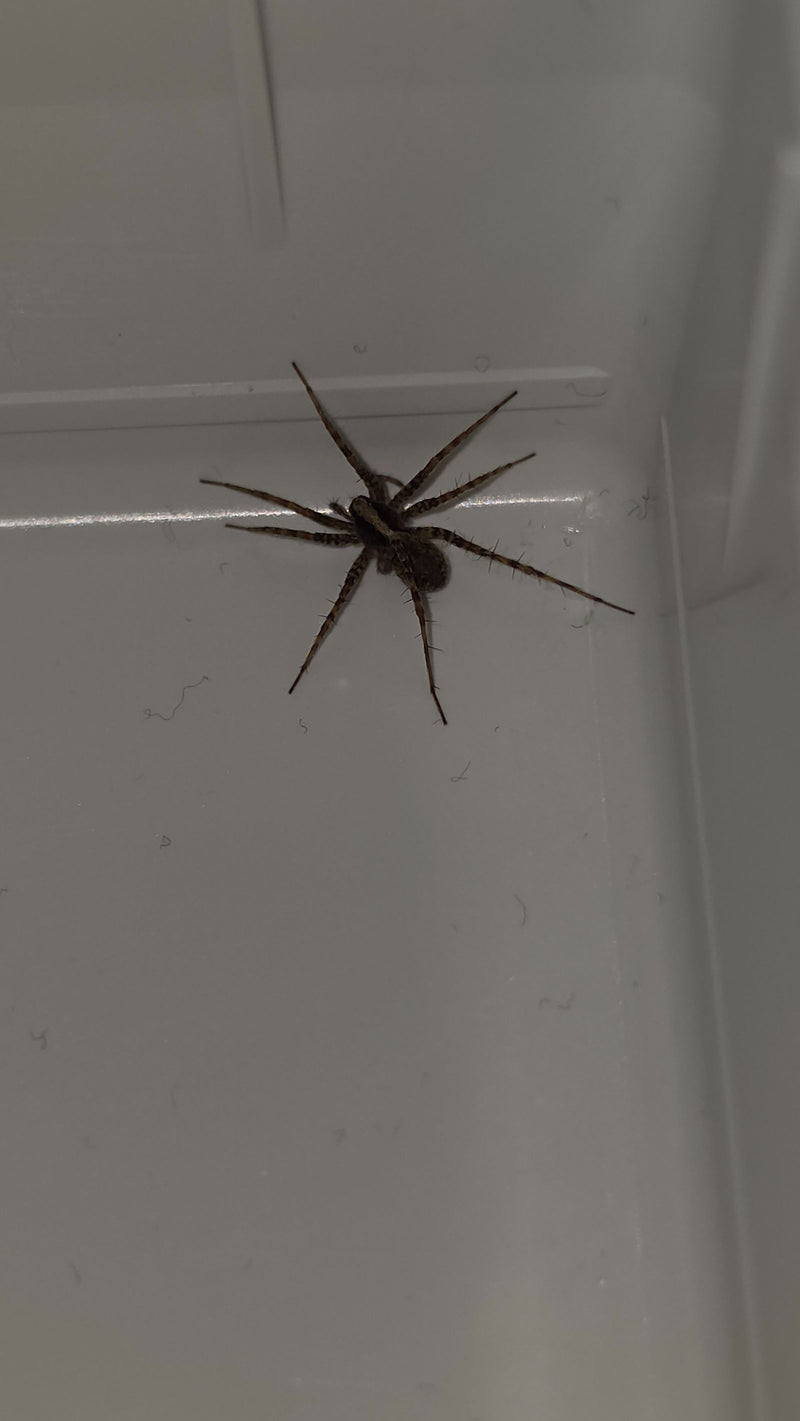 Hauswinkelspinne — Bild 2