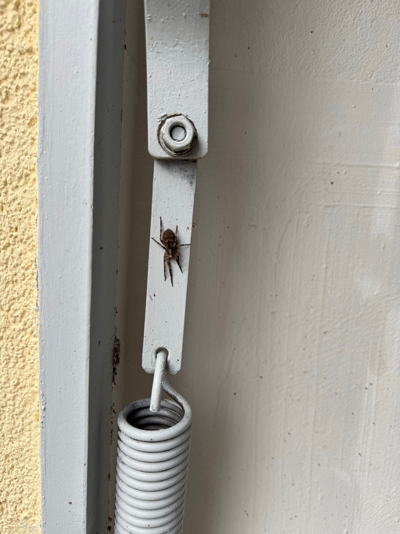 Hauswinkelspinne — Bild 1