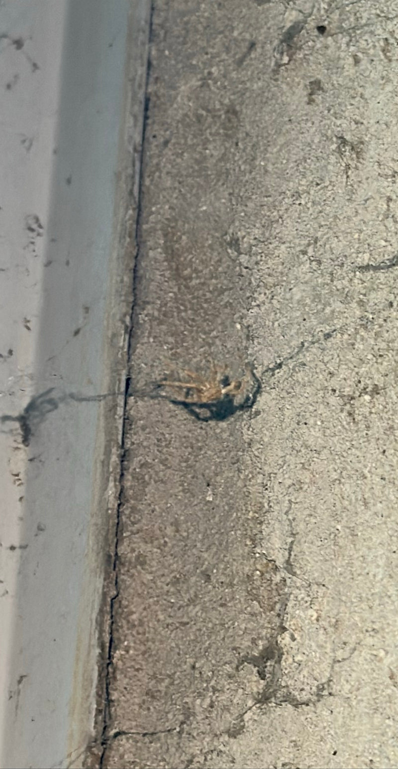 Große Winkelspinne — Bild 1