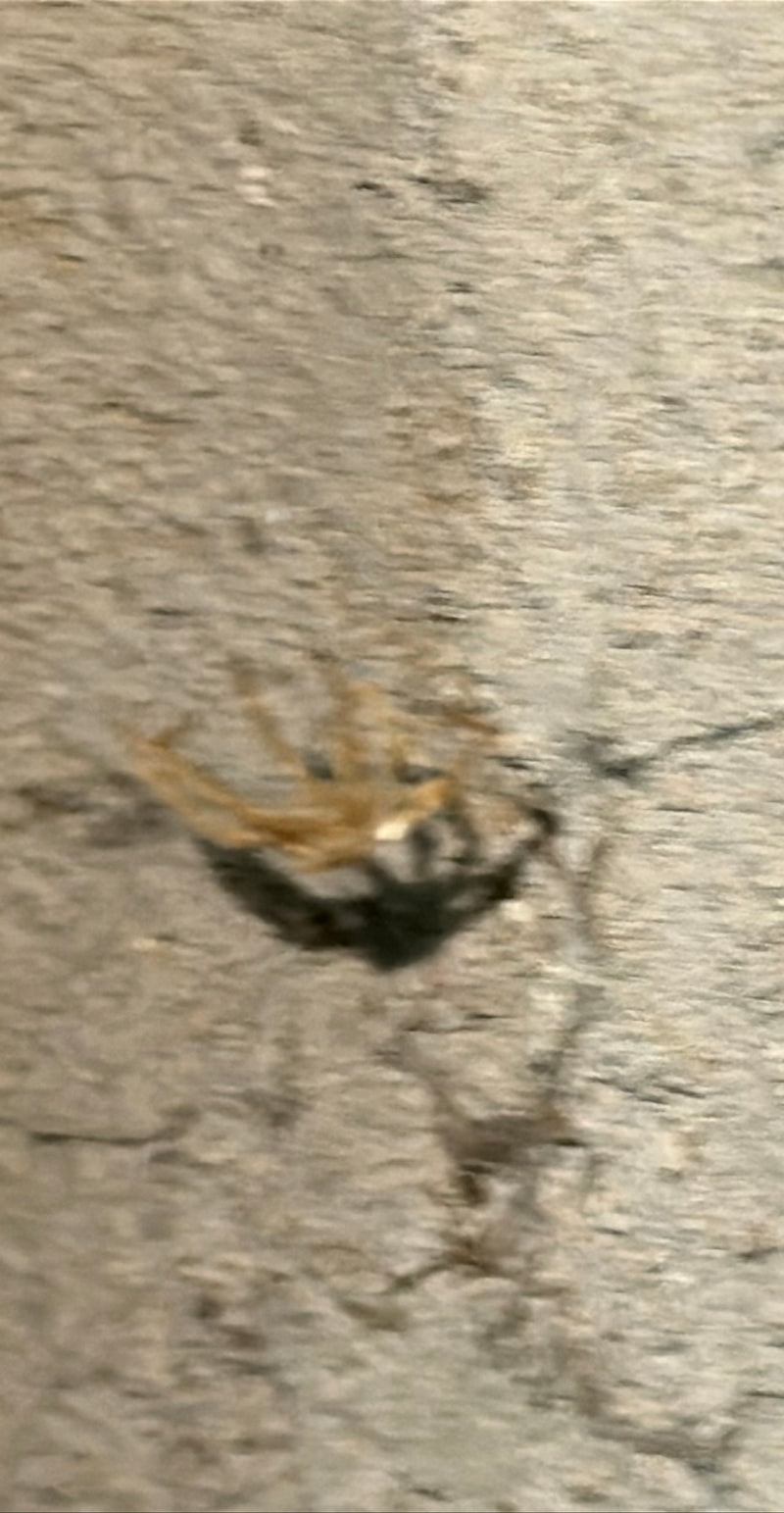Große Winkelspinne — Bild 3