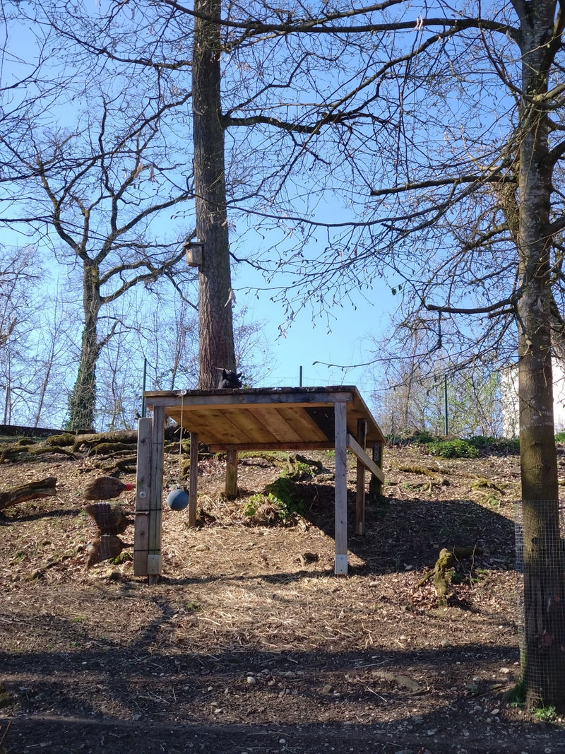 Hausziege — Bild 1
