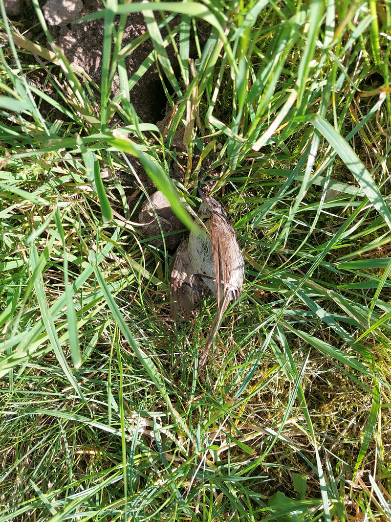 Heckenbraunelle — Bild 1