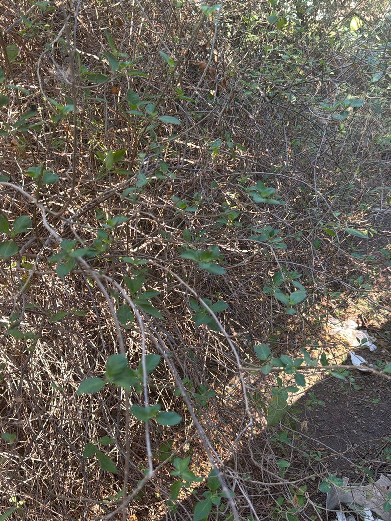 Heckenkirschen — Bild 2