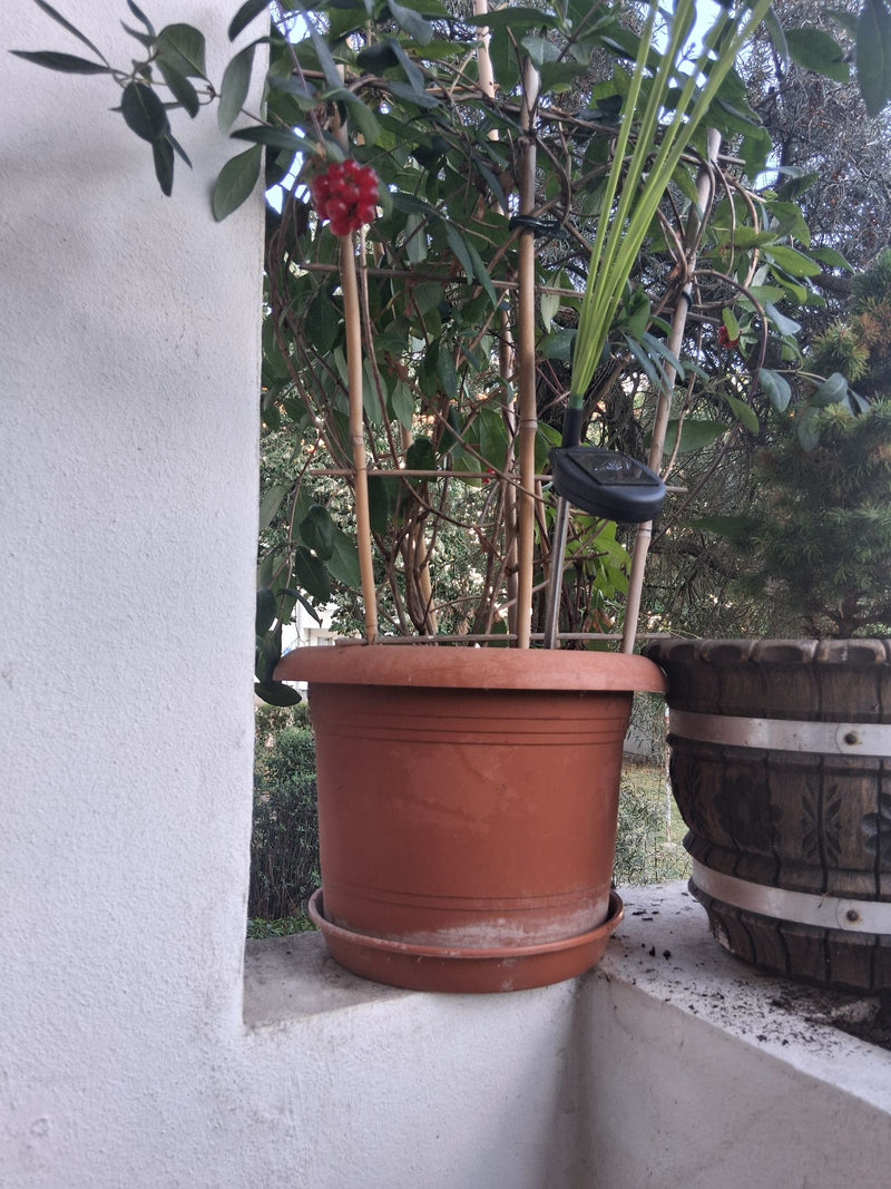 Heckenkirschen — Bild 4