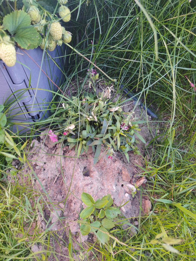 Heide-Nelke — Bild 1