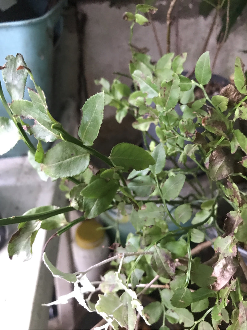 Heidelbeere — Bild 1