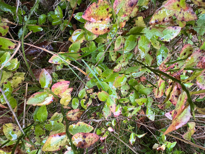 Heidelbeere — Bild 2 von 13