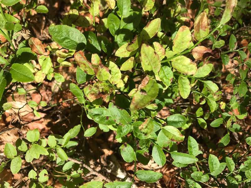 Zu sehen sind die grünen Blätter und Zweige einer Heidelbeere aus der Aufsicht. Die Pflanze wächst auf einem Waldboden mit trockenem Laub.