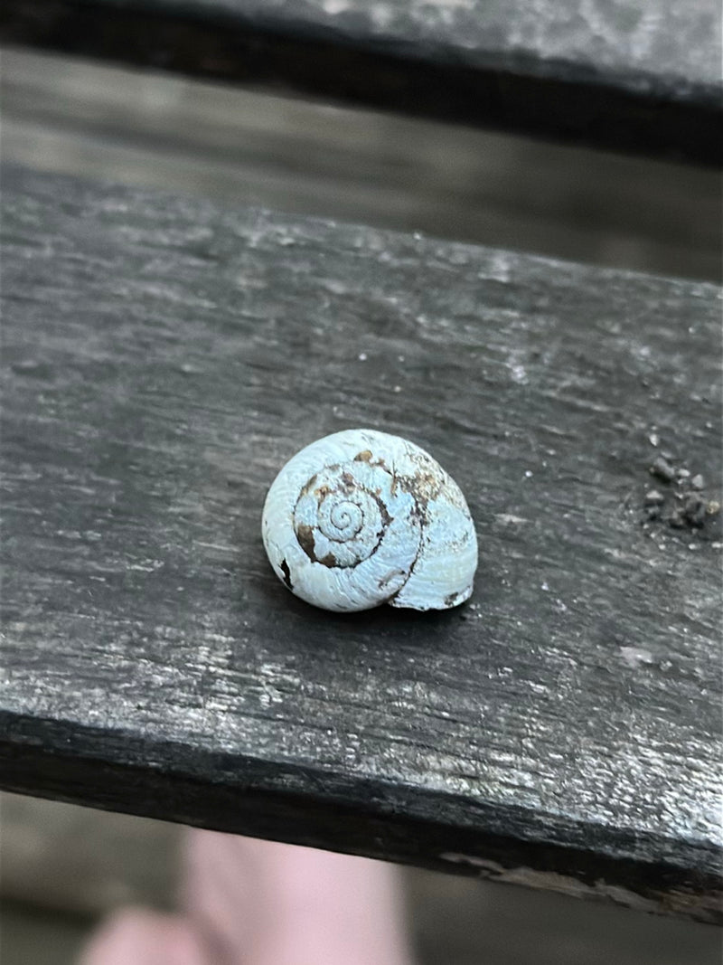 Heideschnecke — Bild 1