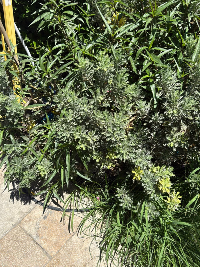 Heiligenkraut — Bild 2