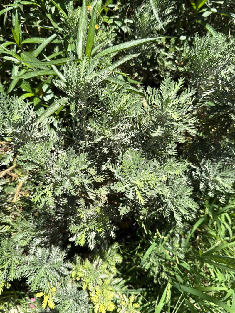 Heiligenkraut — Bild 1