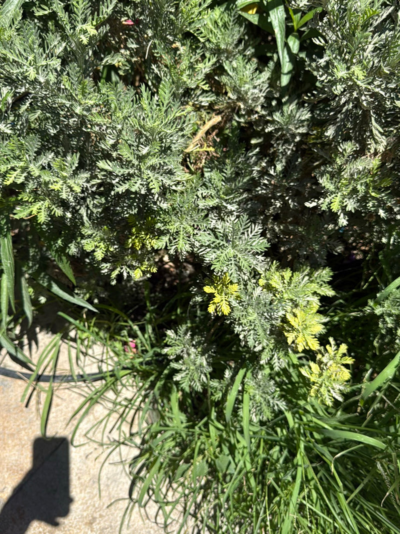 Heiligenkraut — Bild 3