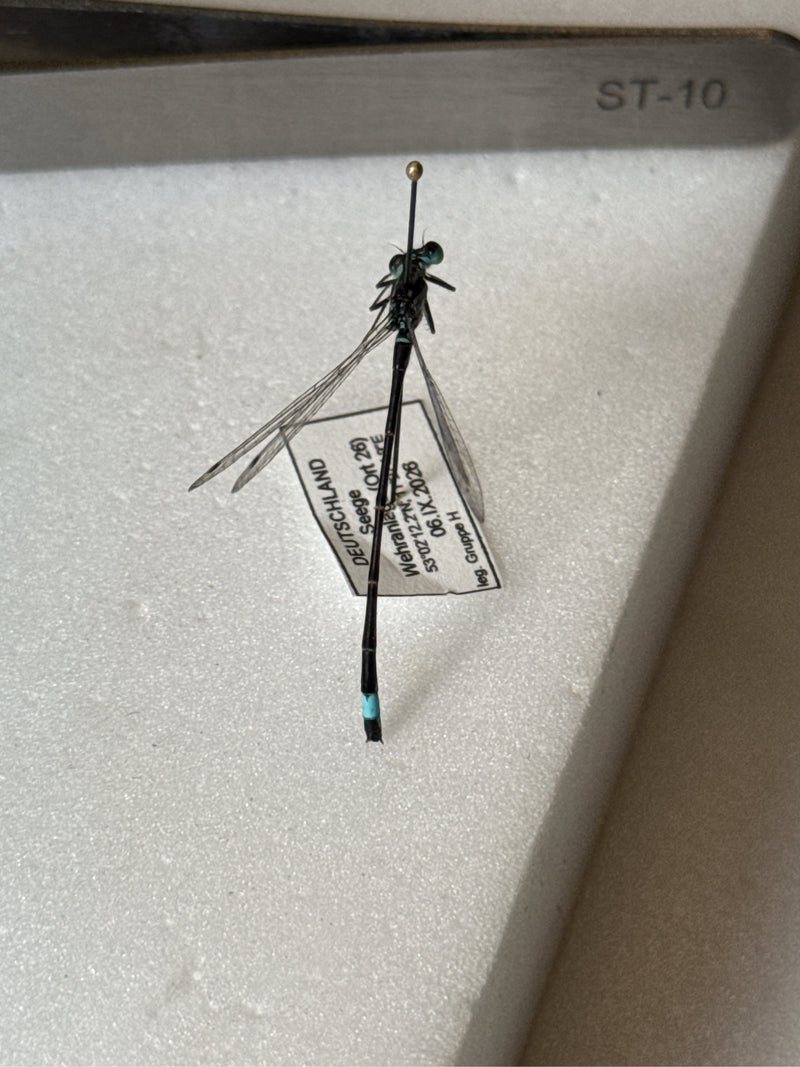 Heli-Azurjungfer — Bild 2 von 2