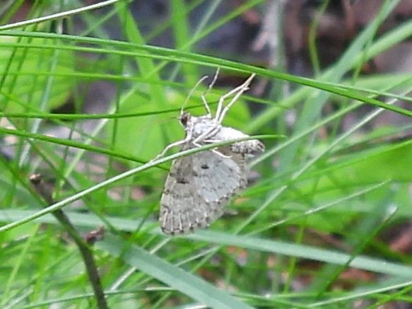 Hellgrauer Wiesen-Spanner — Bild 2