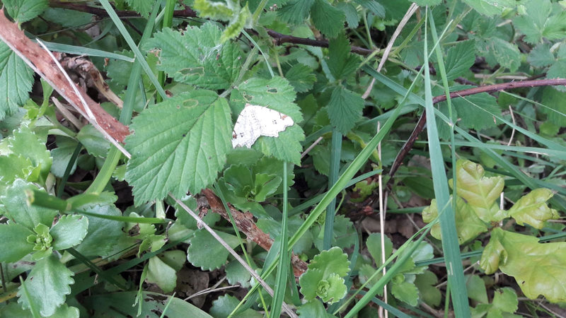 Hellgrauer Wiesen-Spanner — Bild 1