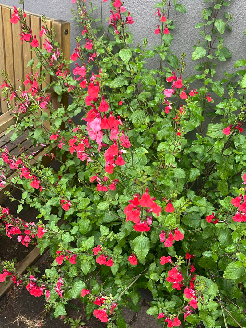 Herbst-Salbei — Bild 2
