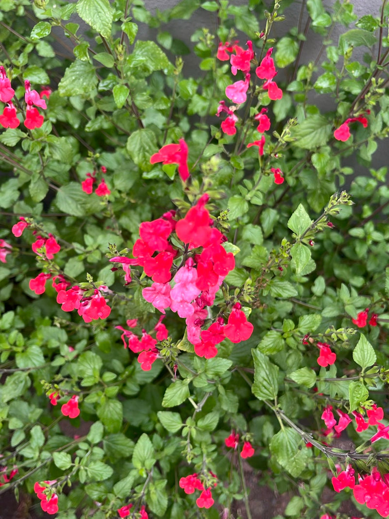 Herbst-Salbei — Bild 3