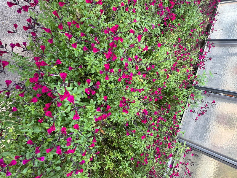 Ein dicht gewachsener Herbst-Salbei mit zahlreichen leuchtend magentafarbenen Blüten und kleinen grünen Blättern.