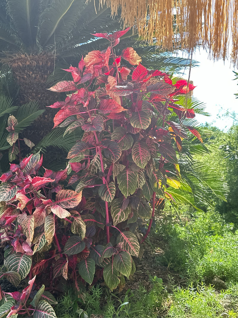 Herbsts Iresine — Bild 2 von 2