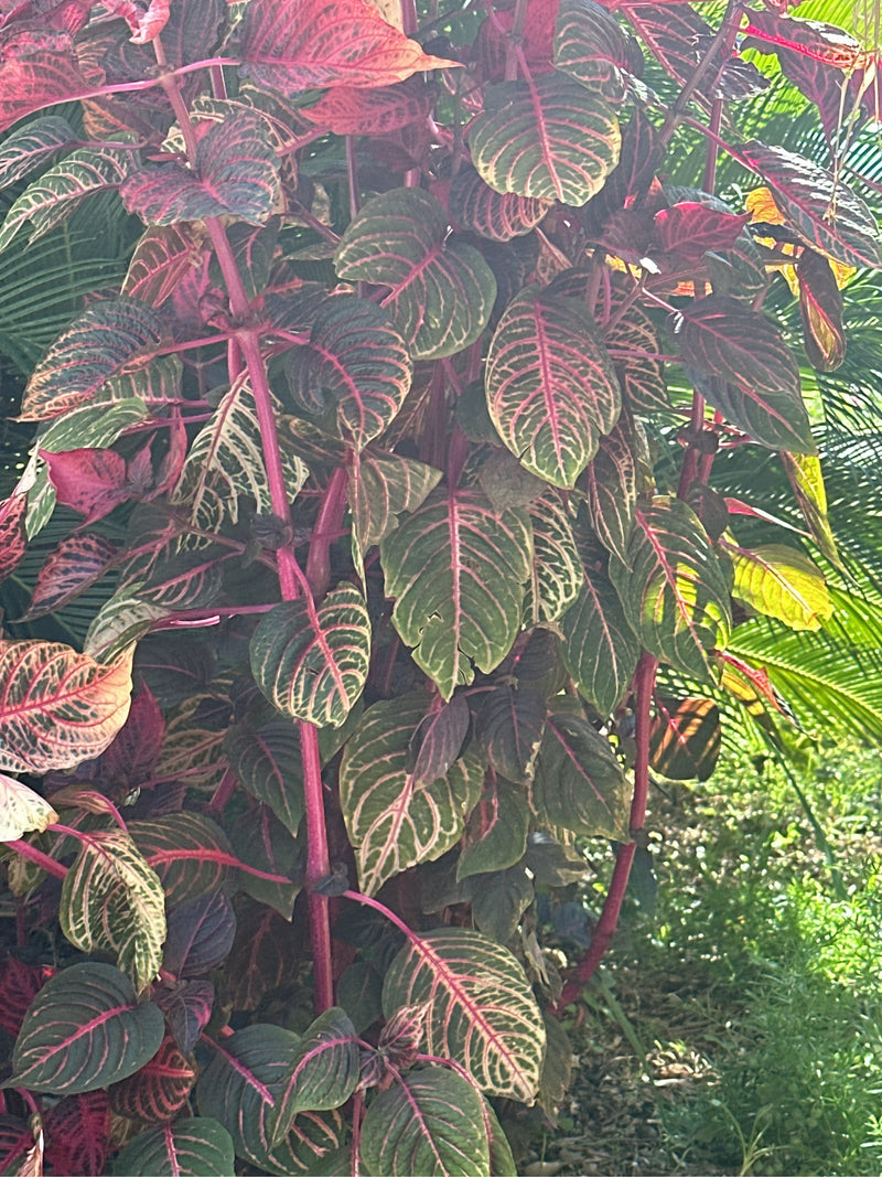 Herbsts Iresine — Bild 1 von 2