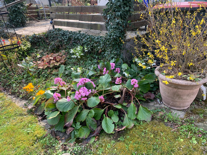 Eine blühende Herzblättrige Bergenie wächst in einem Gartenbeet vor einer Holzbank. Die Pflanze zeigt ihre typischen großen, runden Blätter und rosa Blütenst...