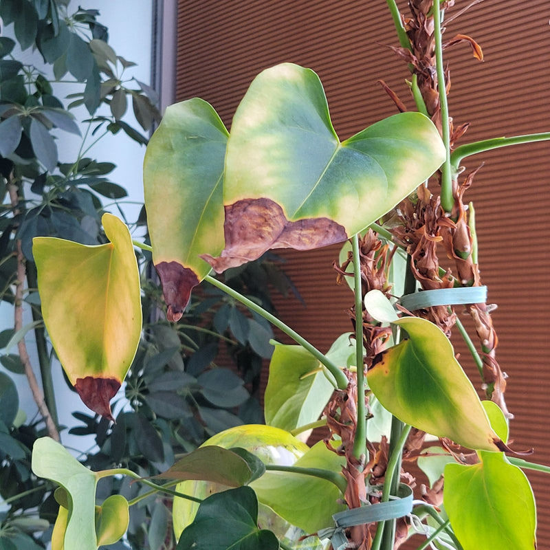Herzblatt-Philodendron — Bild 1