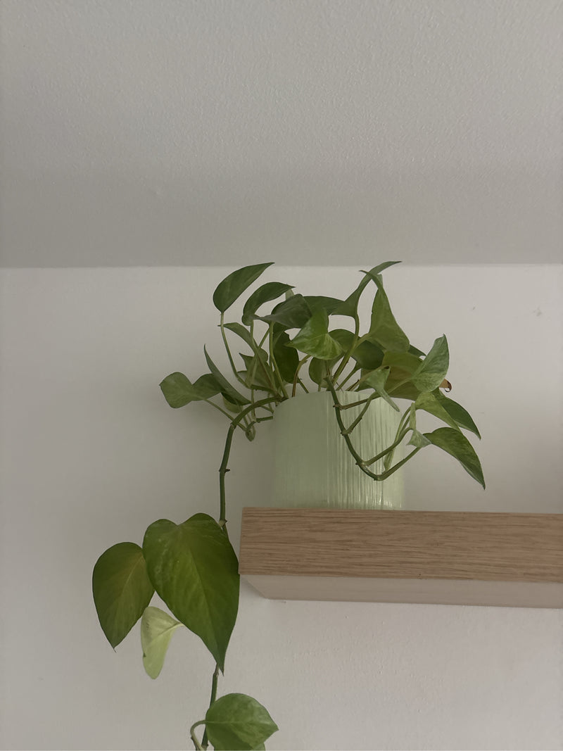 Herzblatt-Philodendron — Bild 4