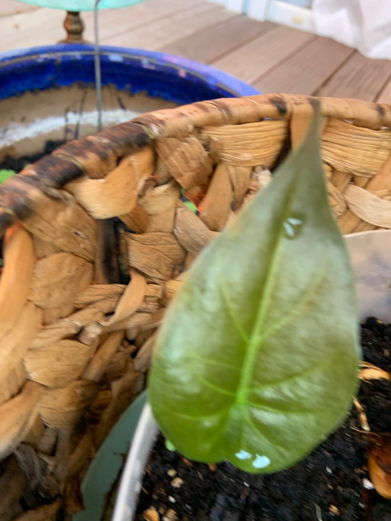 Herzblatt-Philodendron — Bild 3