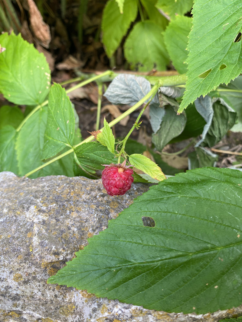 Himbeeren — Bild 4