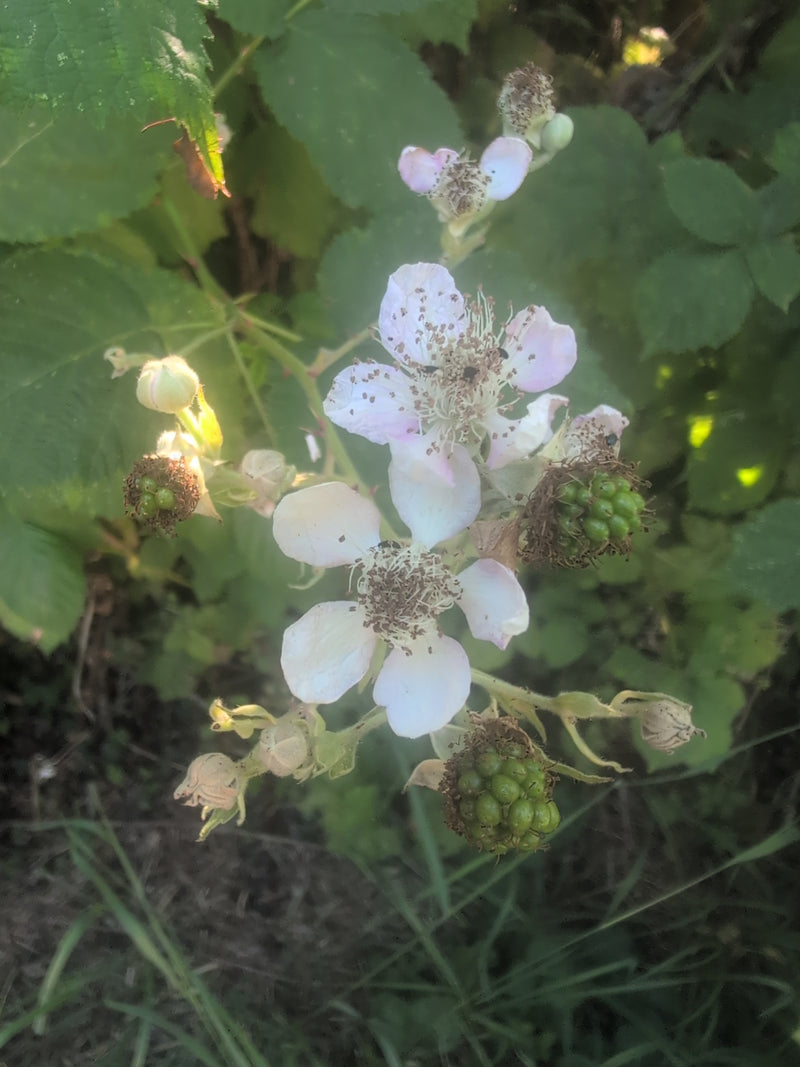 Himbeerkäfer — Bild 1