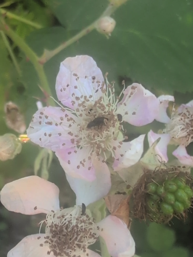 Himbeerkäfer — Bild 2