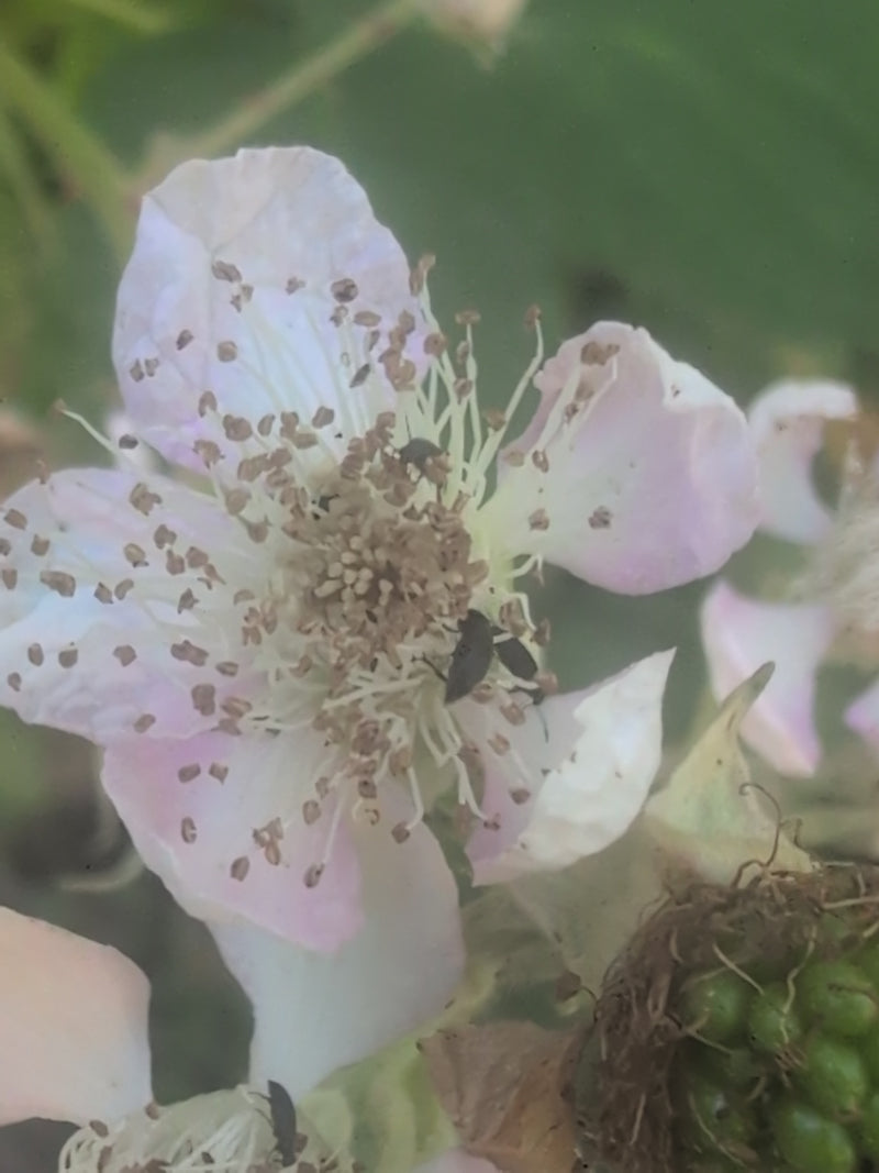 Himbeerkäfer — Bild 3