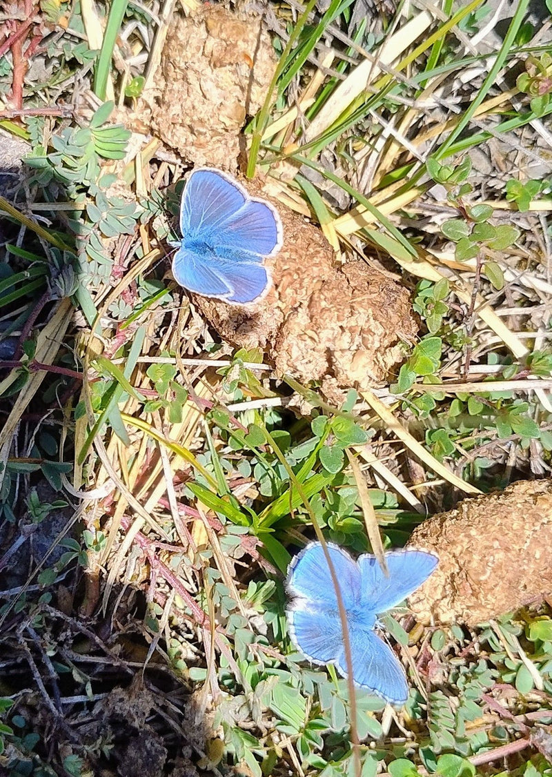 Himmelblauer Bläuling — Bild 2