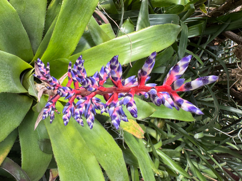 Himmels-Aechmea — Bild 2 von 4