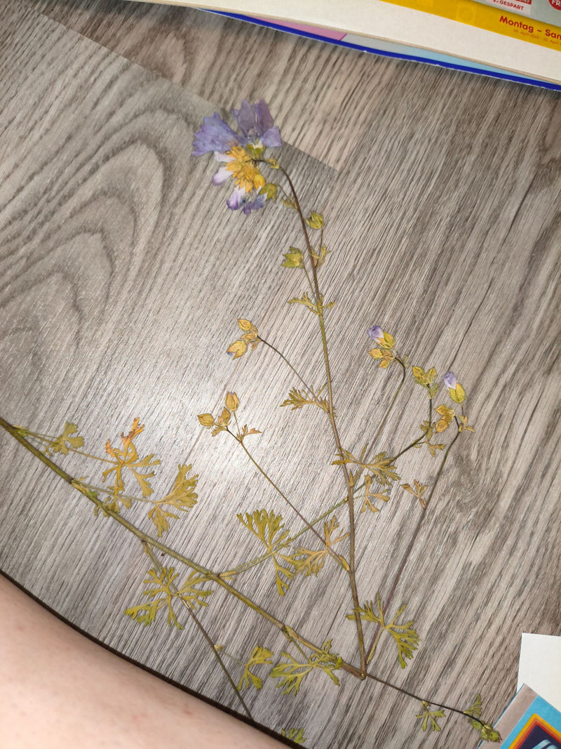 Jakobsleiter — Bild 2