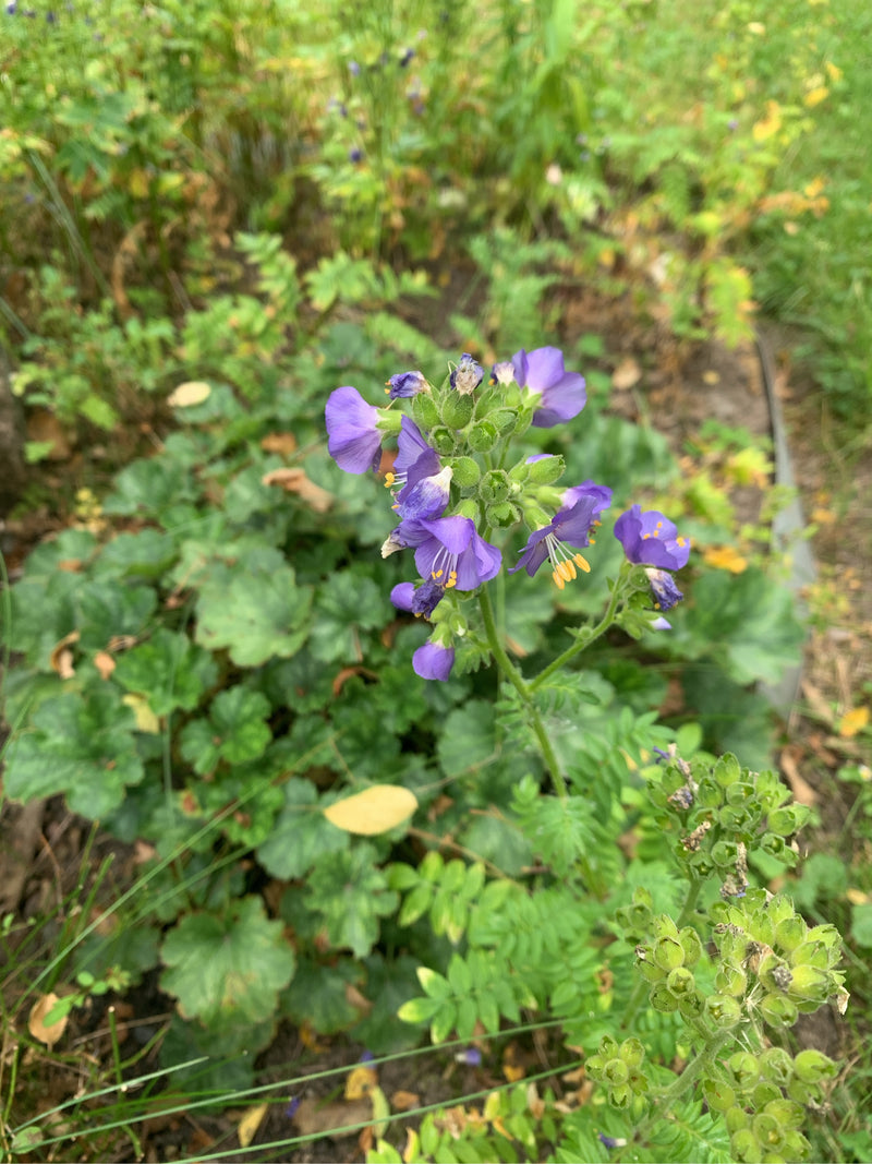 Jakobsleiter — Bild 3