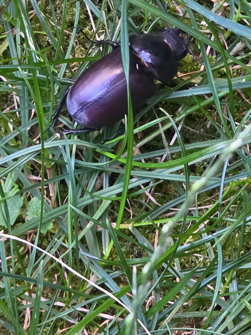 Hirschkäfer — Bild 4