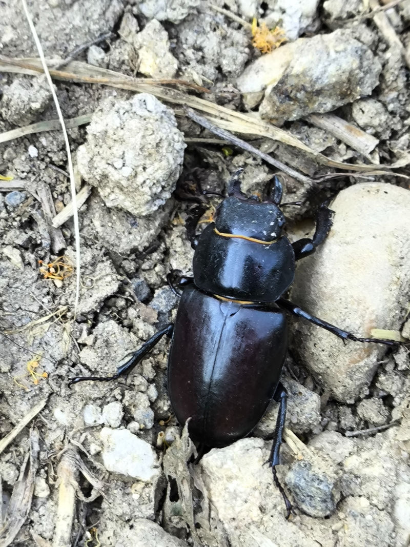 Hirschkäfer — Bild 5