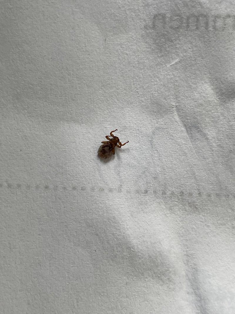 Hirschlausfliege — Bild 3