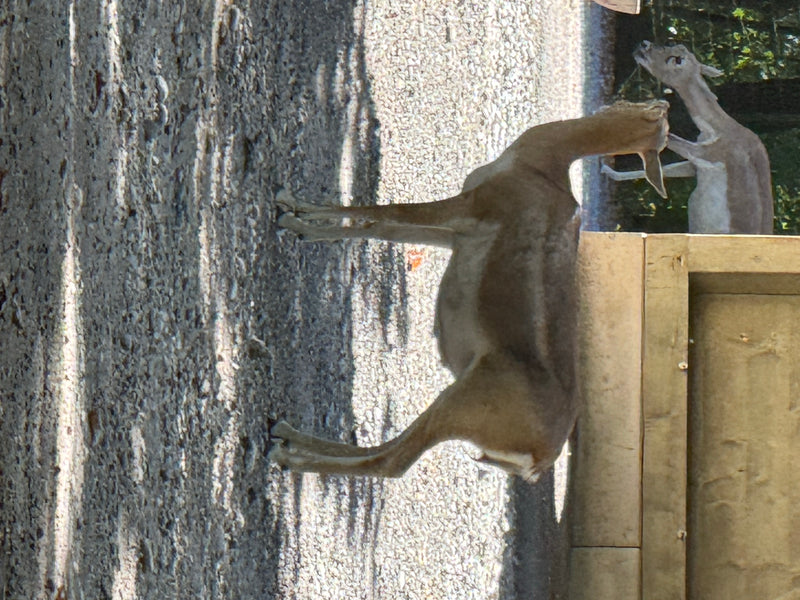 Hirschziegenantilope — Bild 4 von 4