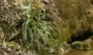 Hirschzungenfarn — Bild 3