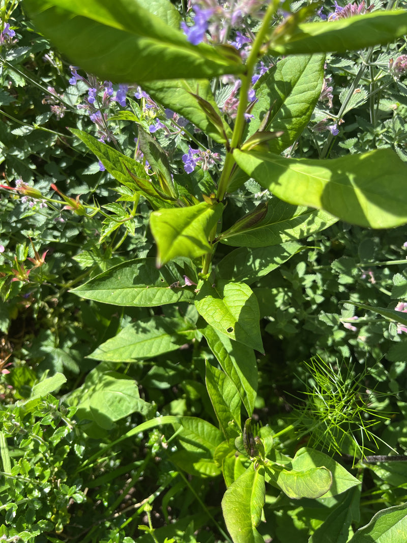 Hoher Stauden-Phlox — Bild 1