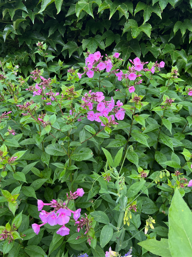 Hoher Stauden-Phlox — Bild 3