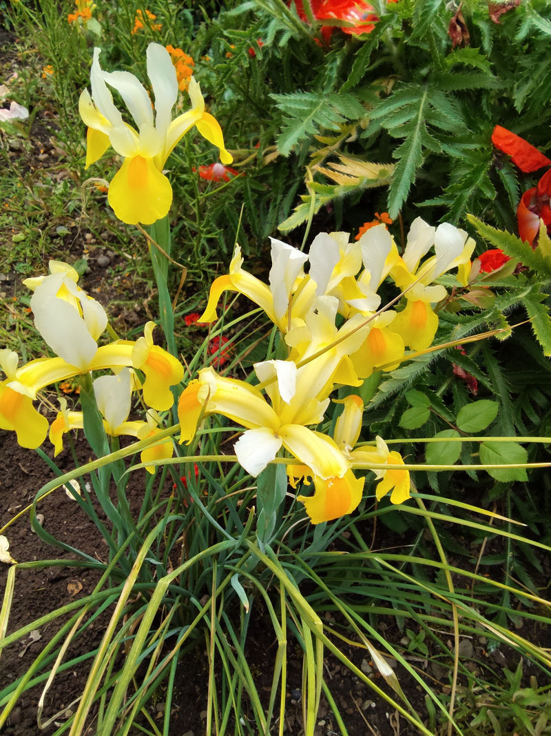 Holländische Schwertlilie — Bild 1