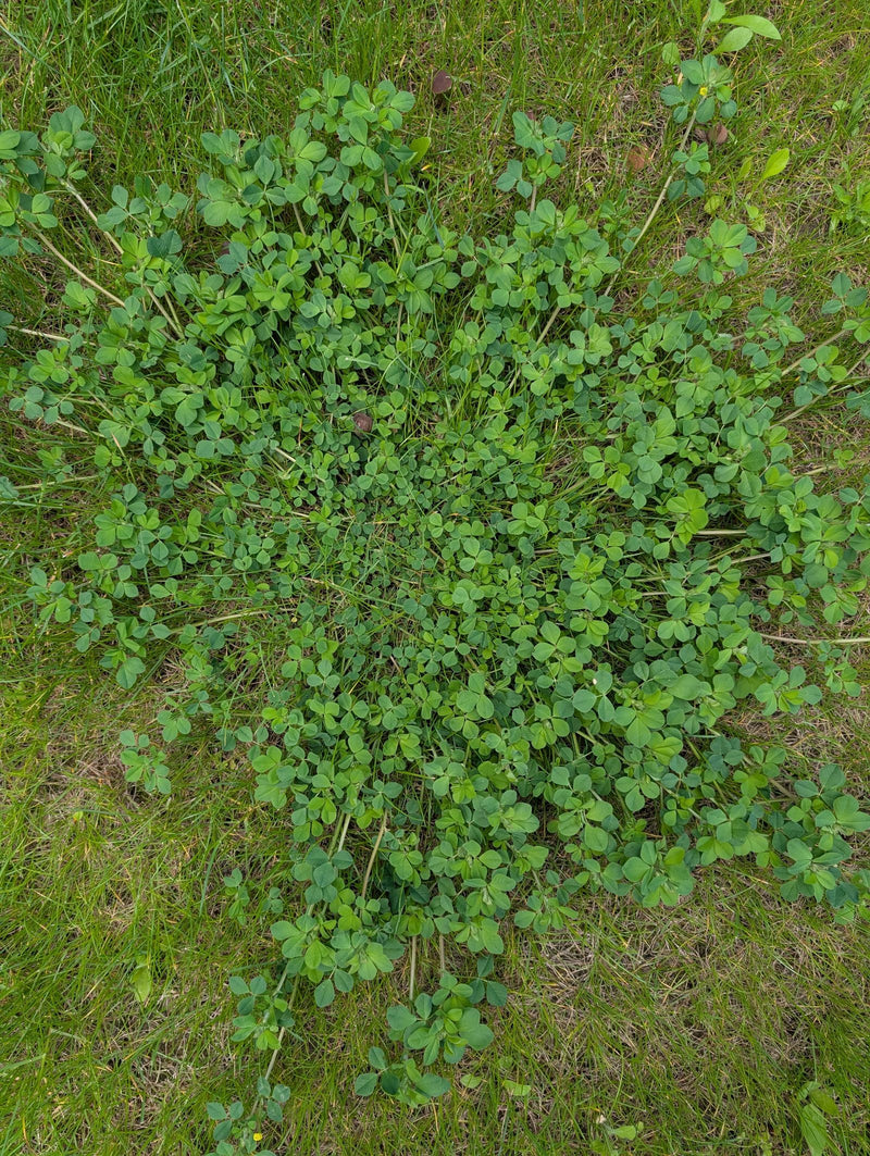 Hopfenklee — Bild 2