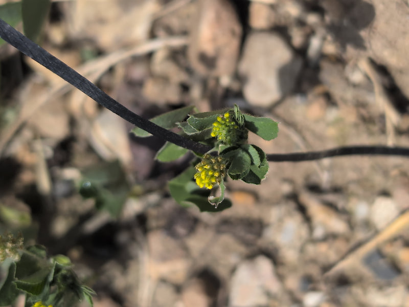 Hopfenklee — Bild 3