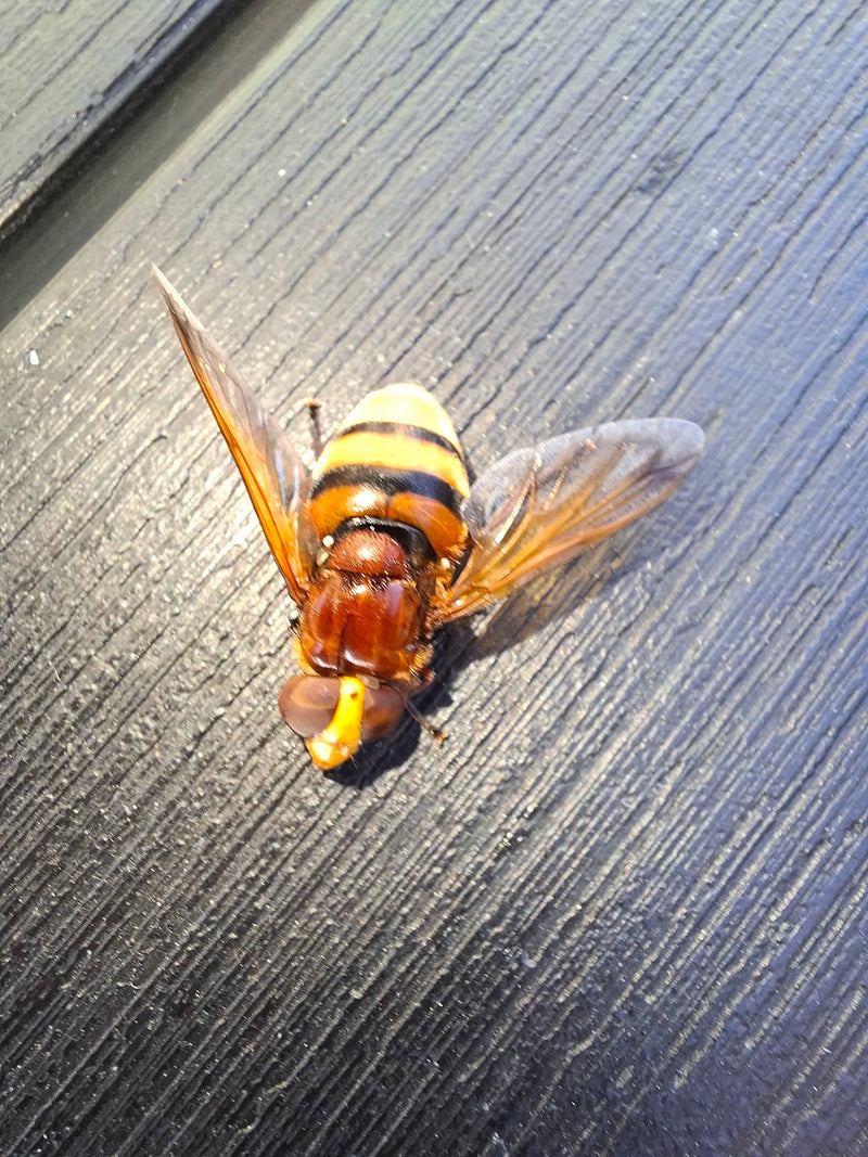Hornissenschwebfliege — Bild 3